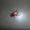 Unnamed Beetle