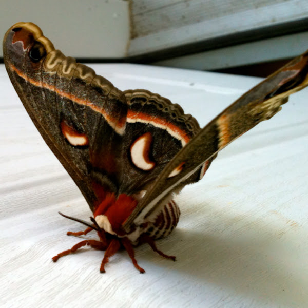 Cecropia Moth Project Noah