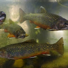 Brook Trout