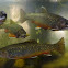 Brook Trout