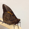 Sophorae Owl Butterfly