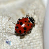 Thirteen-spot Ladybird