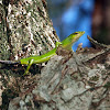 emerald tree skink