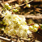 Pacific crabapple