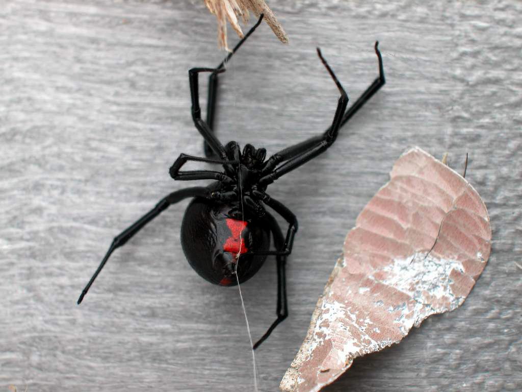 American Black Widow Spider