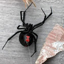American Black Widow Spider