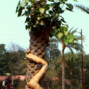 अवलंब  by Sayantan Das - Novices Only Flowers & Plants