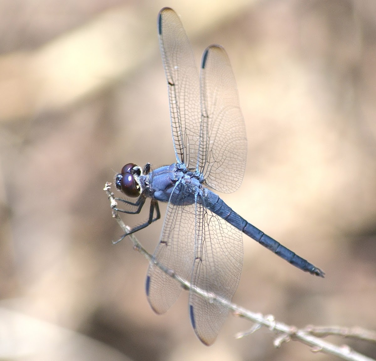 Slaty Skimmer