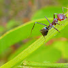 Large Purple Meat Ant