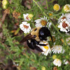 Eastern Carpenter bee