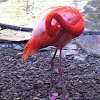 American Flamingo