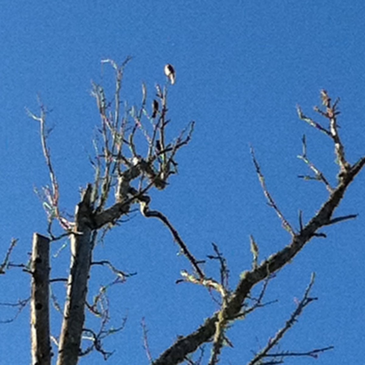 Eastern Phoebe