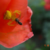 Flower Crab Spider with prey