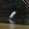 Great Egret; Snowy Egret