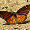 Viceroy butterfly