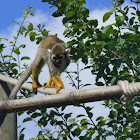 Common squirrel monkey