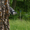 White-breated nuthatch