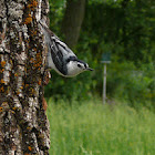 White-breated nuthatch