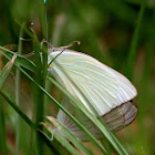 Great Southern White Butterfly