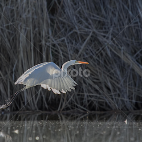 Take off by Dave . - Animals Birds