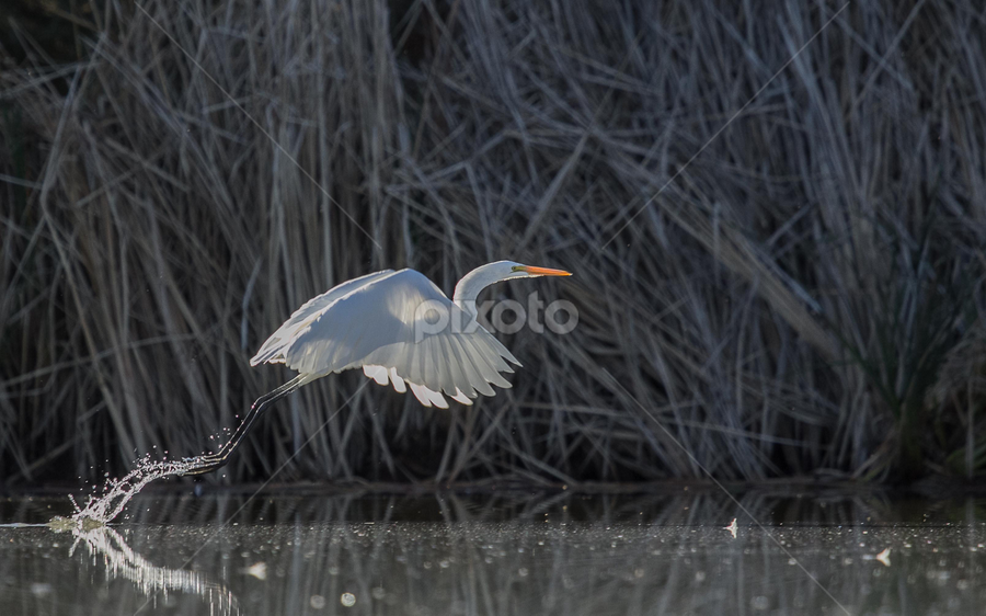 Take off by Dave . - Animals Birds
