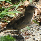 sparrow