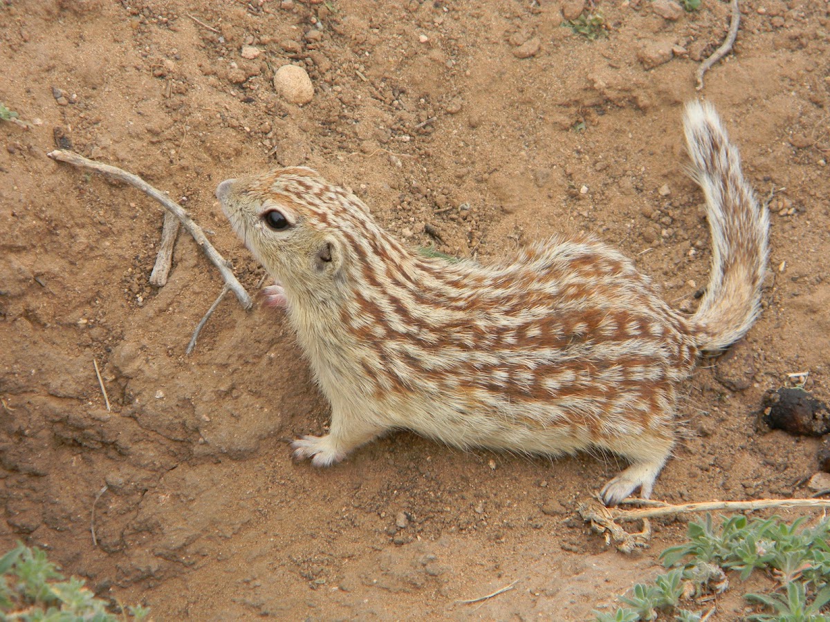 mexican ground squirrel Project Noah