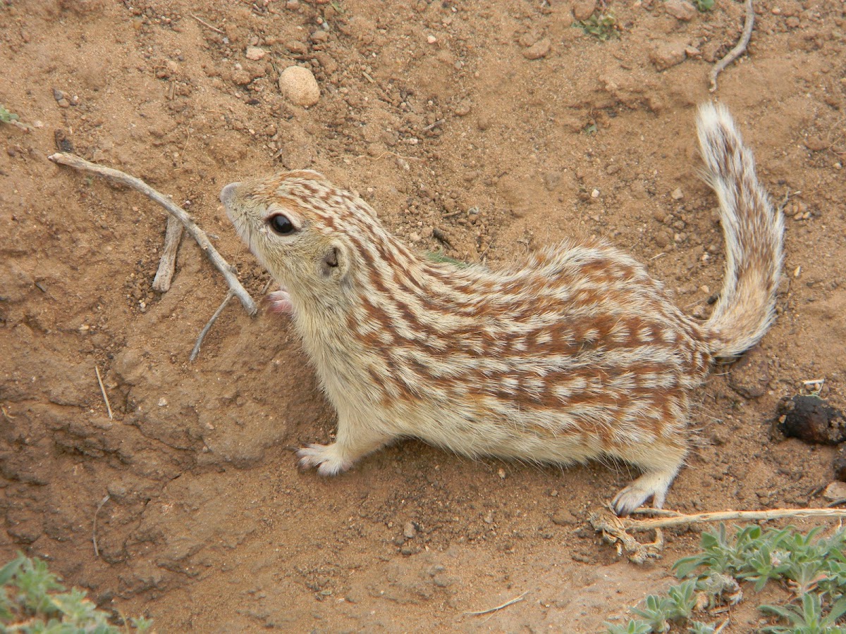 mexican ground squirrel