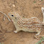 mexican ground squirrel