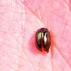 Rosemary Leaf Beetle