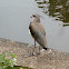 Avefría común. Southern Lapwing