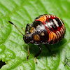 Stink Bug Nymph