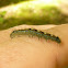 Forest Tent Caterpillar Moth