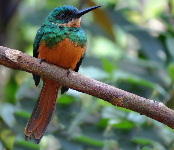 Rufous-tailed Jacamar | Project Noah
