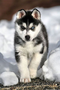 How to get Siberian Husky Wallpapers 1.0 mod apk for pc
