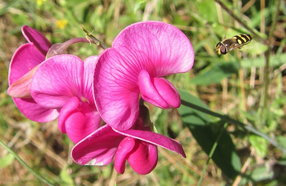 Hover Fly and Wild Sweet Pea Blossoms