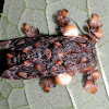 Monkey Slug Caterpillar (Moth)?