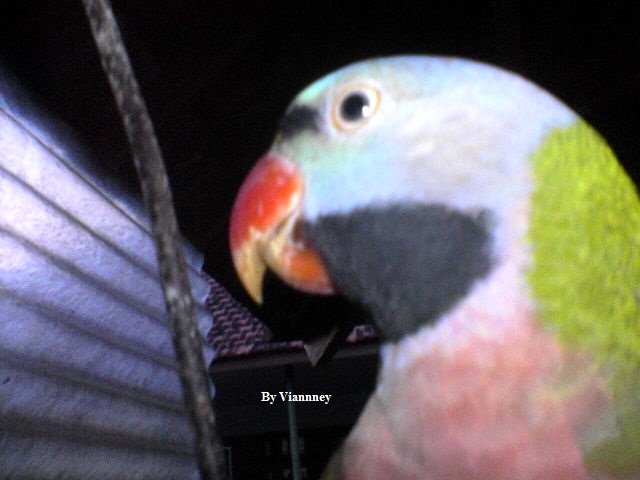 Red-breasted Parakeet / Javan Parakeet / Betet Jawa