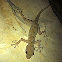 Sinai Fan-Fingered Gecko