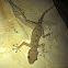 Sinai Fan-Fingered Gecko