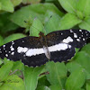 White-dotted Crescent