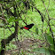 Cherrie's Tanager