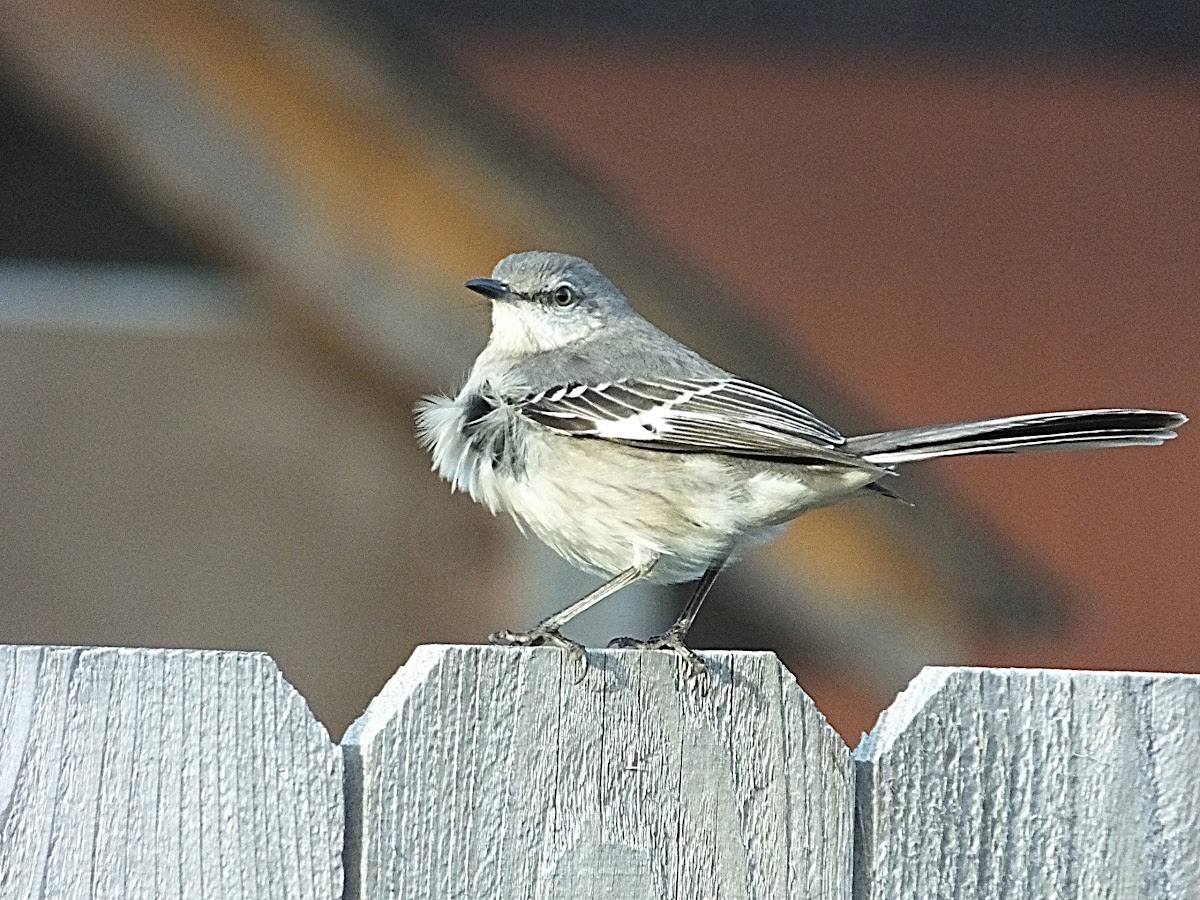 Northern Mockingbird