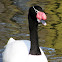 Black-necked Swan