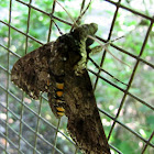 Carolina sphinx moth