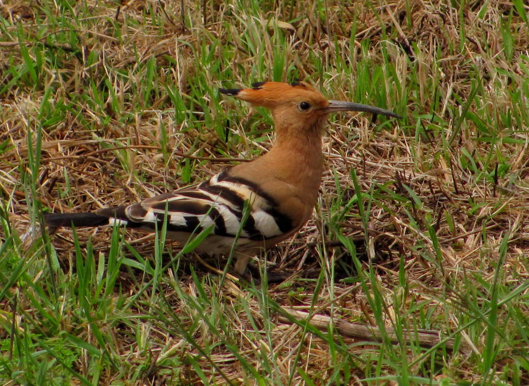 Hoopoe,Poupa