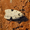 Black-marked Inga moth