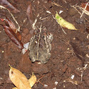 Dry Forrest toad