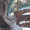 Narrow-billed Woodcreeper; Arapaçu-do-cerrado(Brazil)