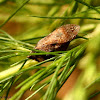 Diamondback spittlebug